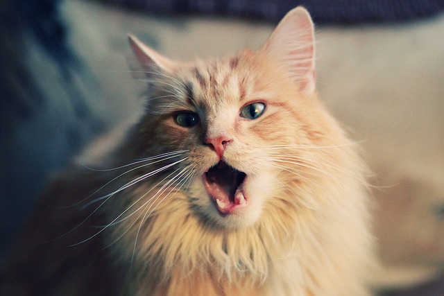 九游体育平台-冰与火的碰撞，爵士铁壁如何冻结森林狼的狂野獠牙